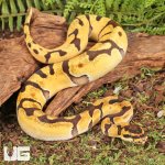 ug_Baby_Male_OD_Enchi_Red_Stripe_Het_Clown_Ball_Python_2.jpg