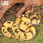 ug_Baby_Male_OD_Enchi_Red_Stripe_Het_Clown_Ball_Python_1.jpg