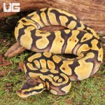 ug_Baby_Blackhead_Enchi_Het_Clown_Ball_Python_2.jpg