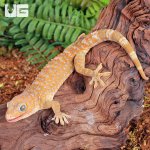 ug_1_1_Albino_Tokay_Geckos_7.jpg