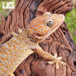 ug_1_1_Albino_Tokay_Geckos_8.jpg