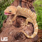 ug_1_1_Albino_Tokay_Geckos_4.jpg