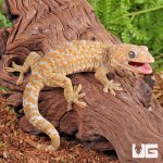 ug_1_1_Albino_Tokay_Geckos_3.jpg