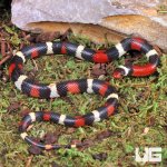 ug_baby_scarlet_kingsnake_4.jpg