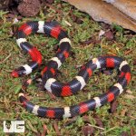 ug_baby_scarlet_kingsnake_2.jpg
