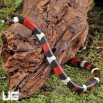 ug_baby_scarlet_kingsnake_1.jpg