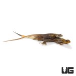 ug_red_headed_agama_4.jpg