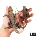 ug_red_headed_agama_2.jpg