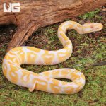 ug_Baby_Candino_Ball_Python_1.jpg