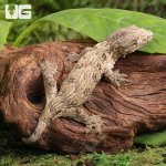 ug_Baby_Moro_Leachianus_Gecko_4.jpg