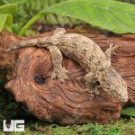 ug_Baby_Moro_Leachianus_Gecko_3.jpg