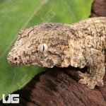 ug_Baby_Moro_Leachianus_Gecko_2.jpg