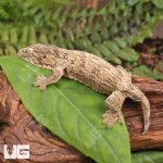 ug_Baby_Moro_Leachianus_Gecko_1.jpg