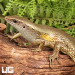 ug_Nicobar_Island_Skink_4.jpg