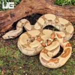 ug_Female_Hypo_Jungle_Fire_Redtail_Boa_#1_1.jpg