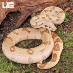 ug_Female_Hypo_Jungle_Fire_Redtail_Boa_#2_4.jpg