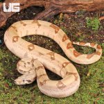 ug_Female_Hypo_Jungle_Fire_Redtail_Boa_#2_3.jpg