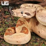 ug_Female_Hypo_Jungle_Fire_Redtail_Boa_#2_2.jpg