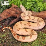 ug_Female_Hypo_Jungle_Fire_Redtail_Boa_#2_1.jpg