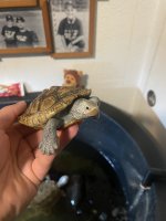 IMG_5518.jpeg