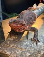 IMG_0105.jpeg