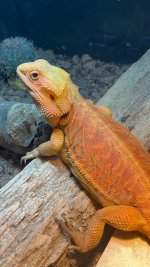 IMG_0101.jpeg