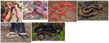 Coachwhip Collage.png