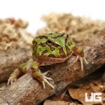 ug_Green_Pacman_Frog_1.jpg