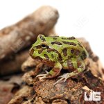 ug_Green_Pacman_Frog_2.jpg