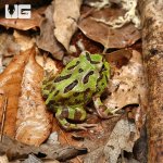 ug_Green_Pacman_Frog_3.jpg