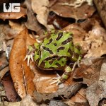 ug_Green_Pacman_Frog_4.jpg