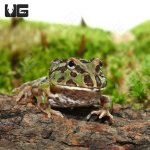ug_camo_pacman_frog_4.jpg