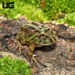 ug_camo_pacman_frog_3.jpg