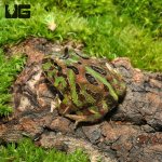ug_camo_pacman_frog_2.jpg