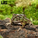 ug_camo_pacman_frog_1.jpg