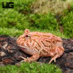 ug_raspberry_pacman_frog_4.jpg