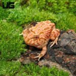 ug_raspberry_pacman_frog_3.jpg