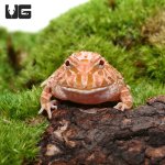 ug_raspberry_pacman_frog_2.jpg