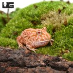 ug_raspberry_pacman_frog_1.jpg