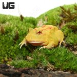 ug_pikachu_pacman_frog_4.jpg