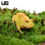 ug_pikachu_pacman_frog_3.jpg