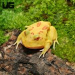 ug_pikachu_pacman_frog_2.jpg