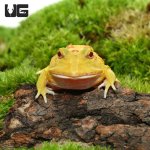 ug_pikachu_pacman_frog_1.jpg