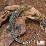 ug_Baby_Yellow_Quince_Monitor_2.jpg