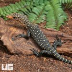 ug_Baby_Yellow_Quince_Monitor_3.jpg