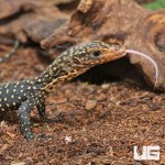 ug_Baby_Yellow_Quince_Monitor_4.jpg