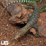 ug_Baby_Yellow_Quince_Monitor_5.jpg