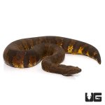 ug_531_viper_boa_3.jpg