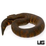 ug_531_viper_boa_4.jpg