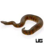 ug_531_viper_boa_2.jpg